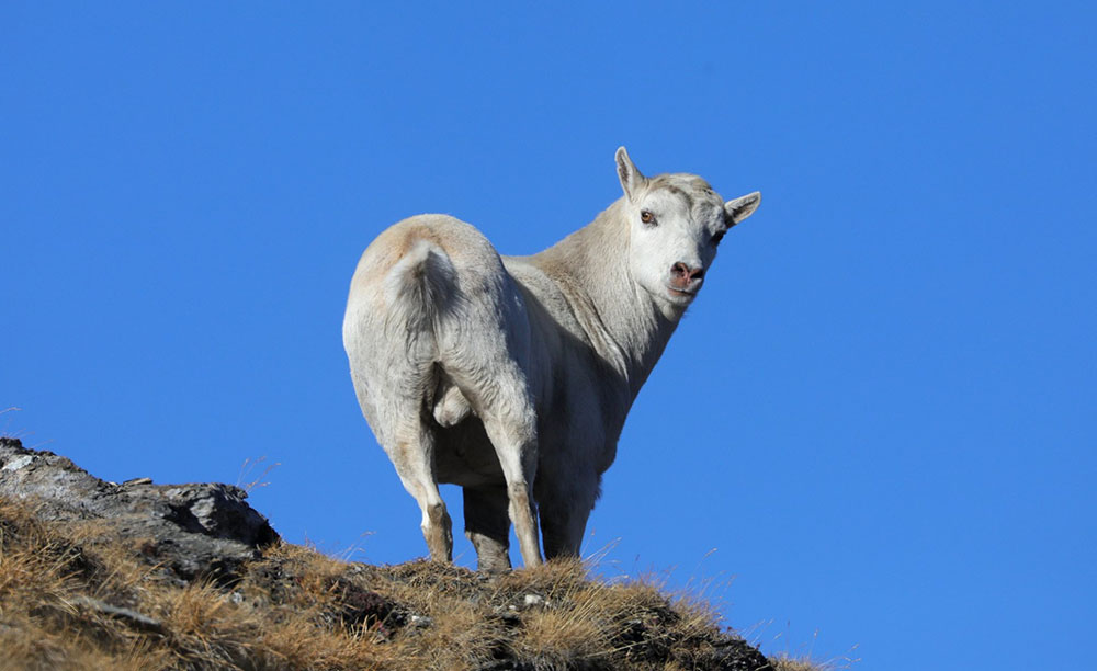 27 novembre 2020. Dante Alpe, Lo stambecco bianco del Rocciamelone.